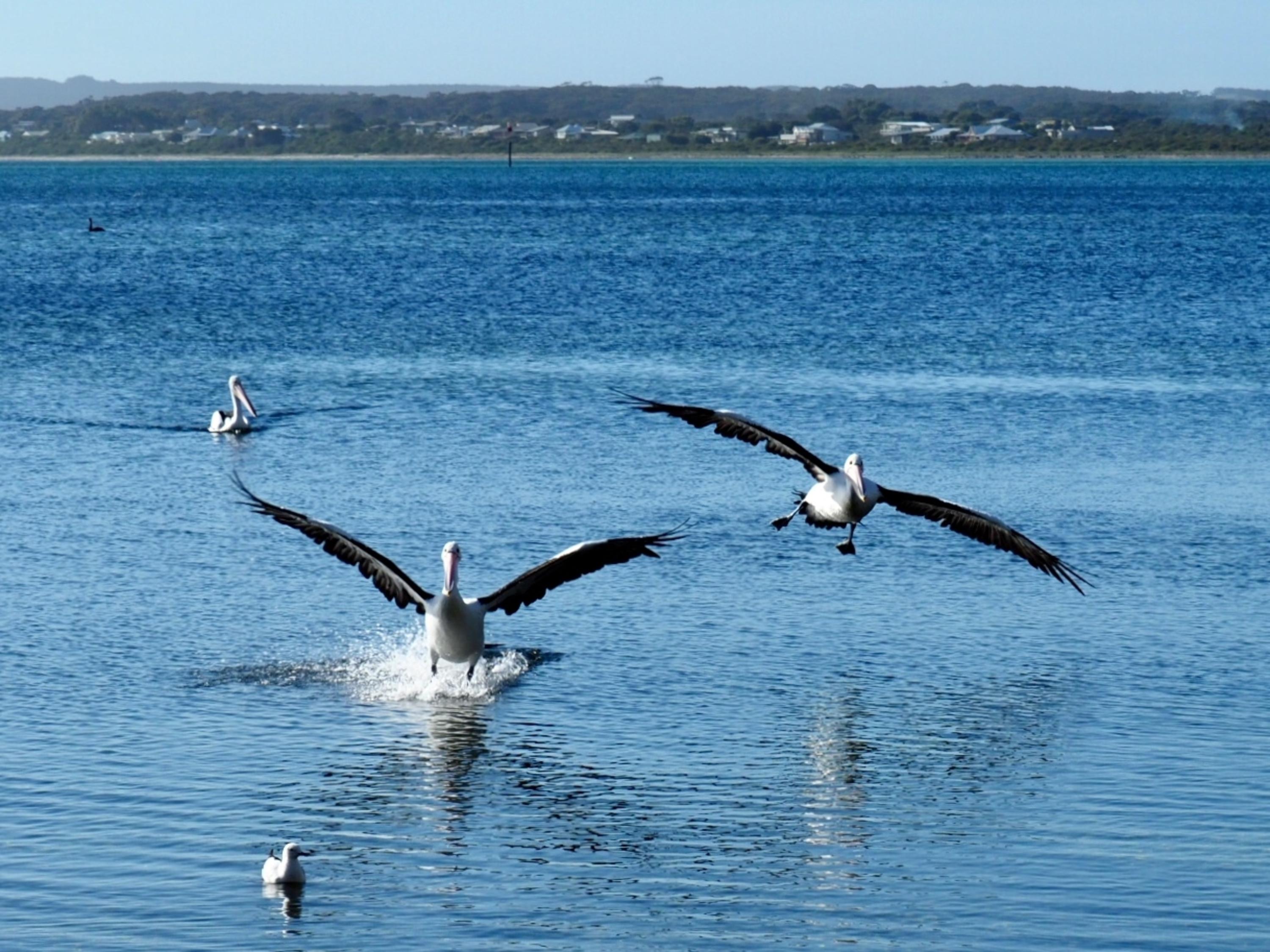 Mercure Kangaroo Island Lodge American River Екстериор снимка